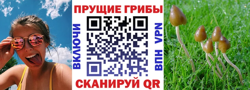 Псилоцибиновые грибы Cubensis  Купить  Южа 